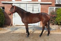 �ϸ����� (ILMANG BLUE) ����