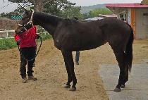 ���������̵� (FIJI BLADE) ����