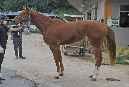 �����û轺 ����