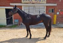 Ȳ�������� (HWANGU FIGHTER) ����