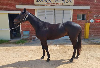 Ȳ�������� ����