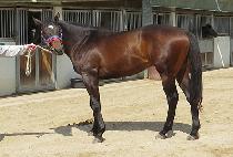 ���Ȧ������ (RAON HOLIDAY) ����