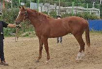 �������� (BUTTER K) ����