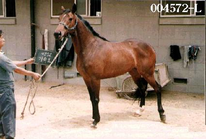 ����ȣ ����