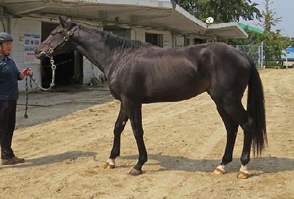 ����Ǯ��ī ����