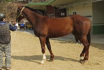 DAEWANG SUNGANI picture