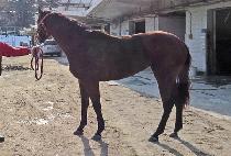 ���̿�����Ƽ (JS PARTY) ����