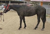 ���ø�Ʈ���� (COMPLETE VISION) ����