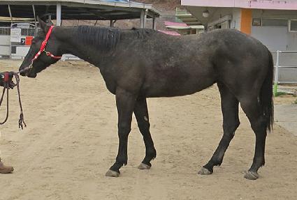 ���ø�Ʈ���� ����