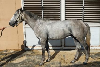 �׷���è�� ����