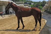 �̸�����Ʈ (MIR POINT) ����