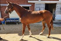 CHUKBOK YEOLCHA picture