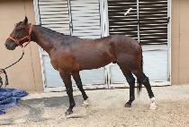 COOL RUNNING picture