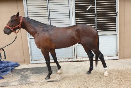 �𷯴� ����