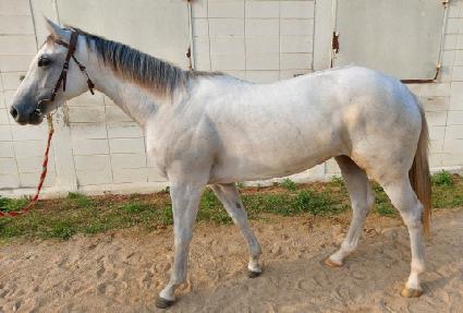 ��ī�̸�� ����