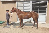 ���ν÷��� (VELOCIRAPTOR) ����