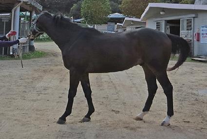 Ǫ������ ����