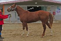 ������ŷ�� (UNICORN KINGDOM) ����