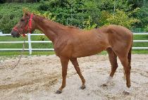 ����Ʈ���� (PERFECT WINNER) ����