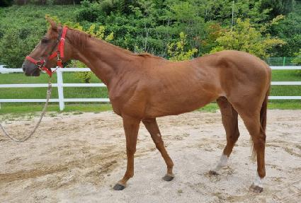 ����Ʈ���� ����