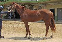 ũ���������� (CRAZY RUSH) ����