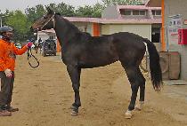 �ݾƾ��� (GEUMA ALLURE) ����