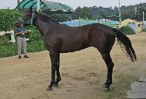 �޴��� (MENI WIN) ����