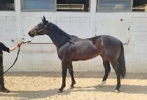 �ݾƵ���Ʈ (GEUMA DEFT) ����