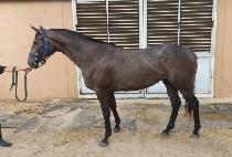 ������ (DELILAH) ����