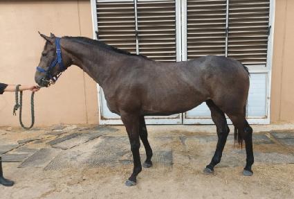 ������ ����