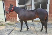 ��ð� (DIXIE GAL) ����