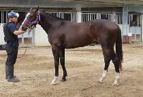 ��¾Ƹ޸�ĭ (RAON AMERICAN) ����