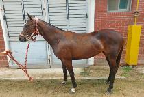 ��´������ (RAON THE AGAIN) ����