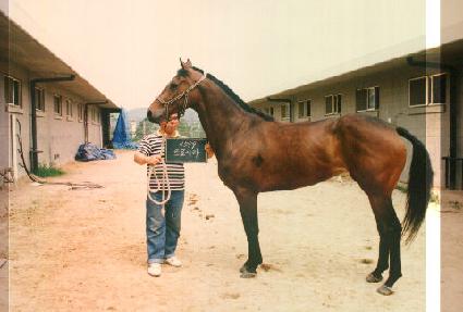 Ʈ����ī ����