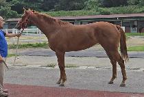 �ٷ�è�Ǿ� (BARO CHAMPION) ����