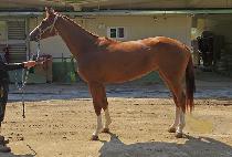 ���� (MAGU) ����