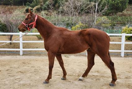 ���ƿ���Ÿ ����