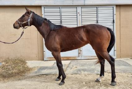 ���־�ĭ�� ����