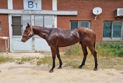 ������ ����