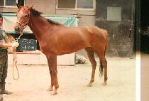 �Ƴ׸�� (ANEMONE) ����