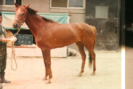 �Ƴ׸�� ����