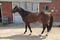 �������Լ� (YEONGGWANGUIHAMSUNG) ����