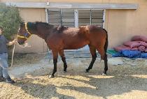 ���Ѱ�� (BEOMHAN GOLD) ����