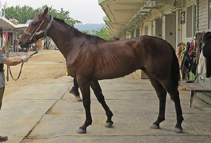 ���Ʒ��׳��� ����