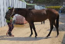 ��ȥ��� (TUHON GISANG) ����