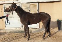 �¿սű� (TAEWANG SINGI) ����