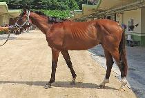 ���ŷ (NOBLE KING) ����