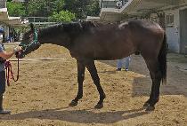 ����ǮƼ�� (WONDERFUL TIZZY) ����