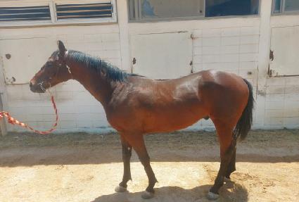 ��Ÿǻ�� ����