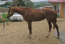 ���࿭�� (HEUNGHAENG YEOLCHA) ����